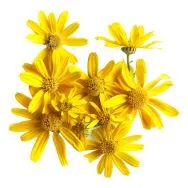 Arnica montana