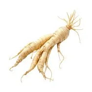 Panax ginseng root